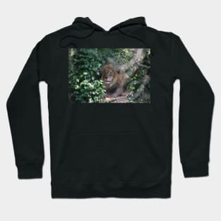 Lion Hoodie